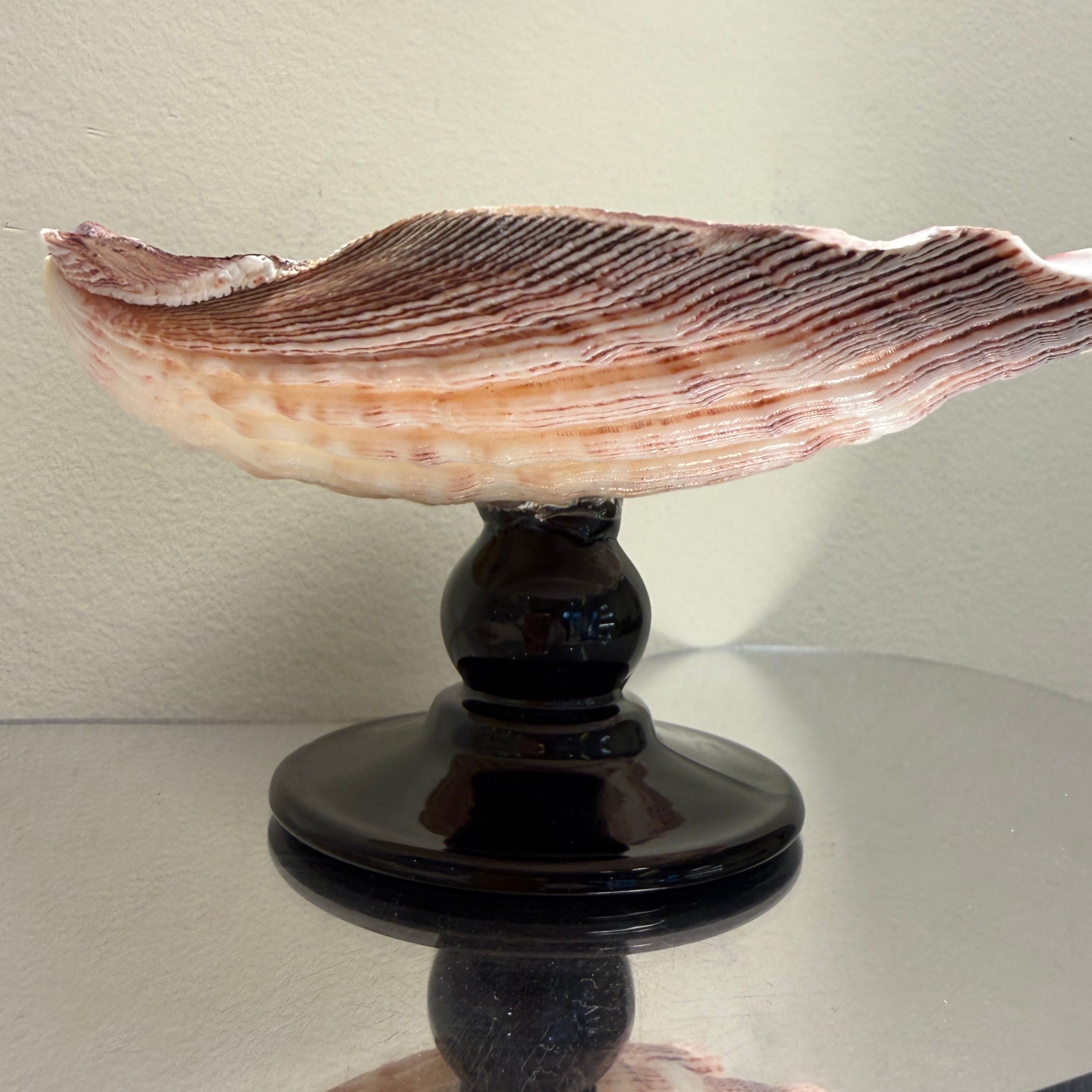 Natural Seashell Dish with Black Glass Base