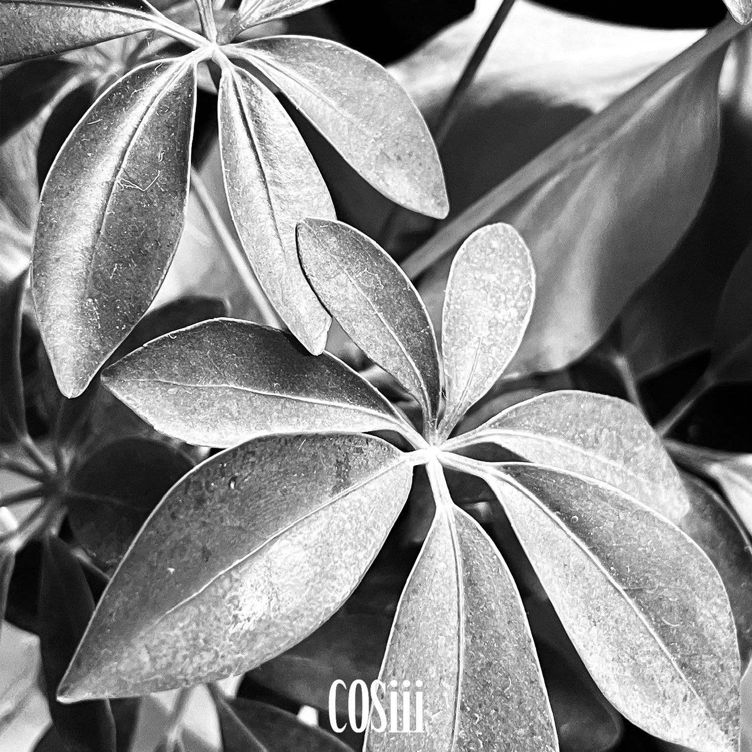 【BLACK FRIDAY】Accessories Blind Box